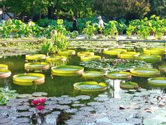 -莲花池公园