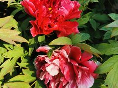-莲花池公园