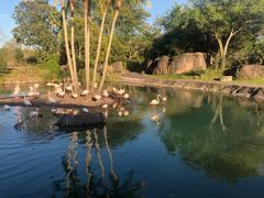 -奥兰多迪士尼动物王国乐园