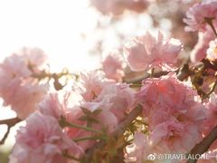 -天适樱花悠乐园