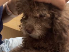 -瑞鹏宠物医院·普外科·影像科·皮肤科(城市山谷分院)