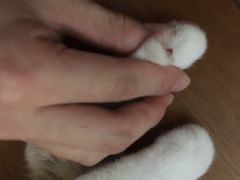 -甄爱宠物医院(疏影路店)