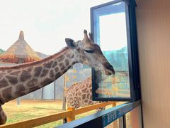 -西霞口神雕山野生动物世界