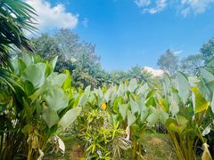 -中国科学院西双版纳热带植物园