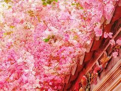 -深圳国际园林花卉博览园