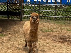 -秦皇岛野生动物园