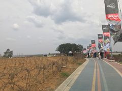 -空港花田景区