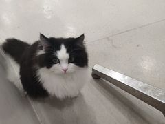 -共舞时光猫咖·狗咖(新街口店)