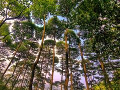 -火炉山森林公园
