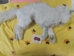 -安安宠医安欣宠物医院