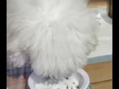 -宠物之家Pets Home 宠物寄养酒店