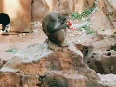 -昆明动物园