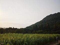 -八卦田遗址公园