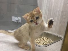 -飞行喵MR PILOT|猫舍·猫咖(静安大融城店)