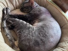 -山宅一喵德文卷毛猫舍