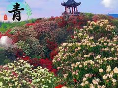 -贵州百里杜鹃风景名胜区