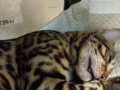 -纳吉亚猫专科动物诊疗中心(蒋宅口分院)