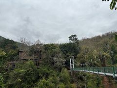 -西双版纳原始森林公园