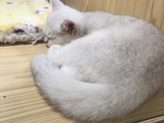 -屋虎猫馆(宝安大仟里店)