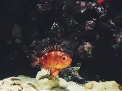 -暹罗海洋世界