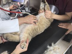 -瑞鹏宠物医院·骨科·猫科·内科(第一中心)