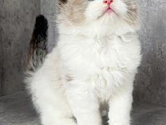 -小猫来了·猫舍(红山六九七九店)