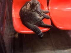 -猫咪博物馆(顶澳仔猫街店)