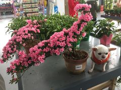 -南通洲际绿博园