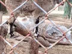 -青藏高原野生动物园