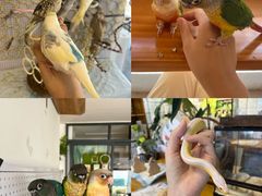 -吉丁鸟咖·异宠·寄养