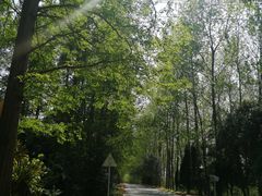 -黄海国家森林公园