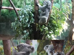 -广州长隆野生动物世界