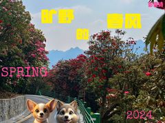 -贵州百里杜鹃风景名胜区