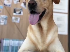 -爱妮康宠物医院·干细胞免疫细胞·肿瘤·心脏(张江店)