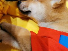 -逗柴咖啡屋·狗咖猫咖宠物桌游