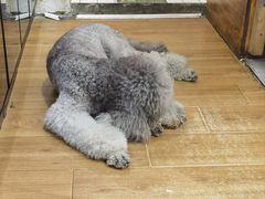 -沏点Trattoria意大利餐厅(新街口店)