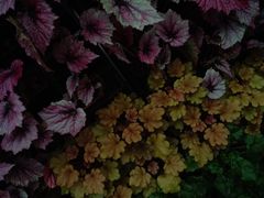 -石家庄市植物园