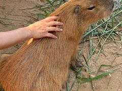 -西霞口神雕山野生动物世界