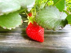 -甜心庄园·甜心草莓采摘园(西青中北店)