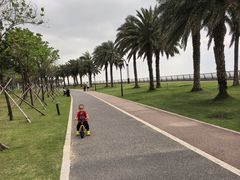 -野狸岛