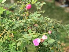 -武汉紫薇都市田园