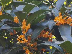 -杭州海华满陇度假酒店