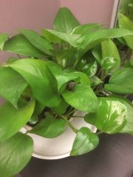 -史云逊养发护发