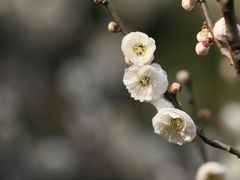 -北寺塔
