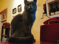 -猫色咖啡·猫咖