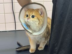 -FAELING PETS美天灵宠物(富力广场店)