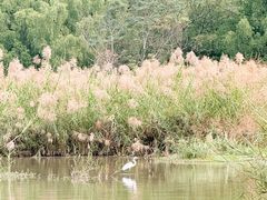 -大湾区中央湿地公园
