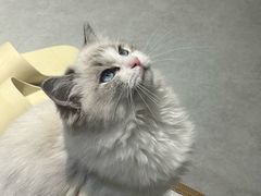 -琪喵猫屋·撸猫猫咖·猫舍