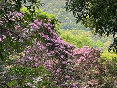-梧桐山风景名胜区