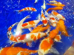 -鹏天阁酒楼·海鲜(红旗店)